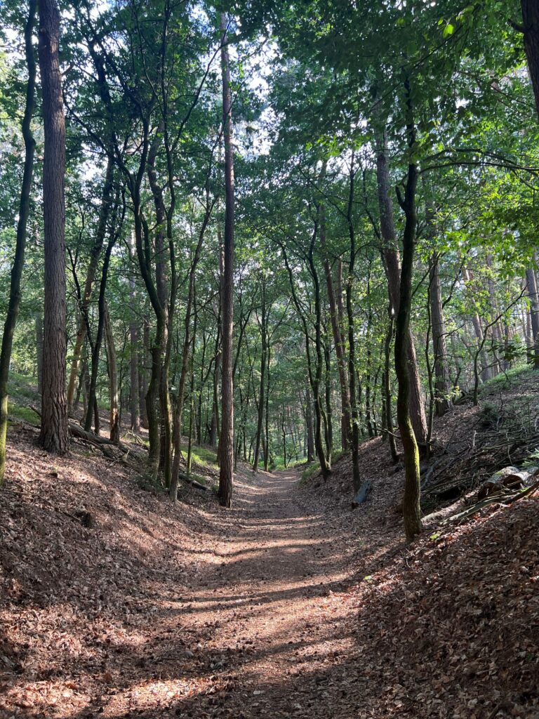 Pad in het bos met bomen