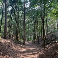 Pad in het bos met bomen